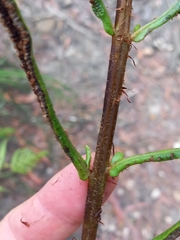 Blechnum camfieldii