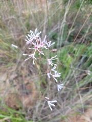 Brachystelma rubellum