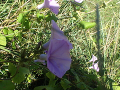 Ipomoea ficifolia