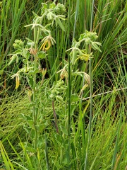 Brachystelma macropetalum