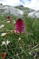 Gymnadenia