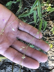 Desmodium tenuifolium