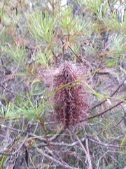 Banksia spinulosa