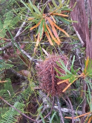 Banksia spinulosa