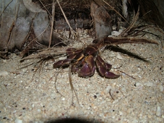 Coenobita brevimanus
