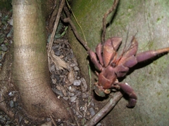 Coenobita brevimanus