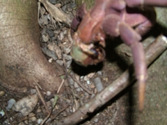 Coenobita brevimanus
