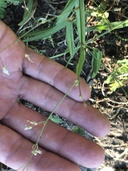 Desmodium tenuifolium