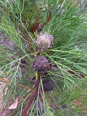 Isopogon anethifolius