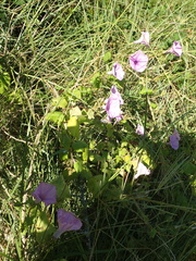 Ipomoea ficifolia