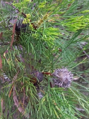 Isopogon anethifolius