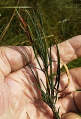 Acacia ptychoclada