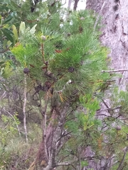 Isopogon anethifolius