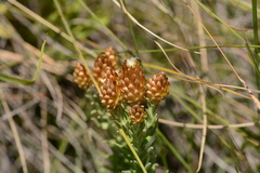 Helichrysum herbaceum
