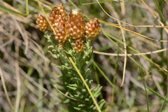 Helichrysum herbaceum