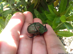 Sulcophanaeus leander