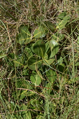 Raphionacme hirsuta