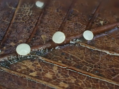 Hymenoscyphus albopunctus