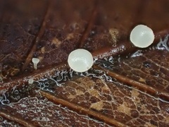 Hymenoscyphus albopunctus