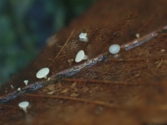 Hymenoscyphus albopunctus