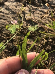 Desmodium tenuifolium