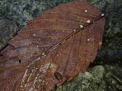 Hymenoscyphus albopunctus