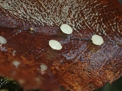 Hymenoscyphus albopunctus