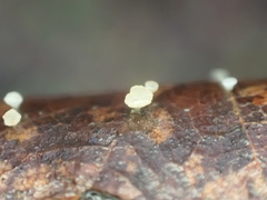 Hymenoscyphus albopunctus