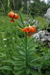 Lilium carniolicum
