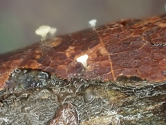 Hymenoscyphus albopunctus