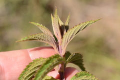 Coleus calycinus