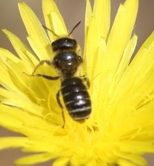 Hoplitis