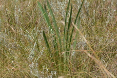 Agapanthus campanulatus