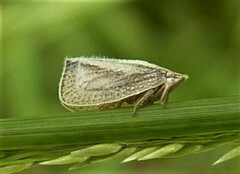 Mimophantia