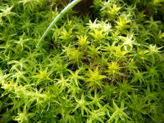 Syntrichia
