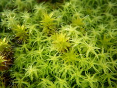 Syntrichia