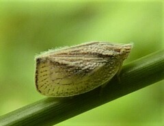 Mimophantia