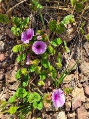 Ipomoea transvaalensis