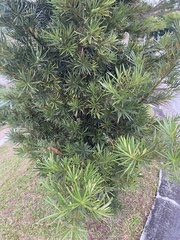 Podocarpus macrophyllus maki