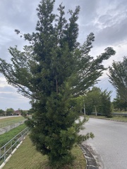 Podocarpus macrophyllus maki