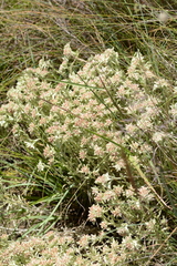 Helichrysum spiralepis