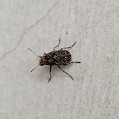 Araecerus