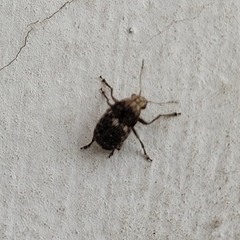 Araecerus