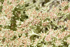 Helichrysum spiralepis