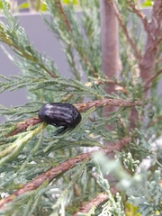 Oplostomus fuligineus