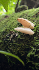 Favolaschia pustulosa