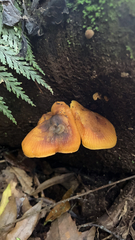 Heimiomyces velutipes