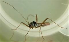 Phaenacantha australiae