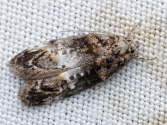 Eulechria callidesma