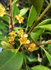 Tristaniopsis collina